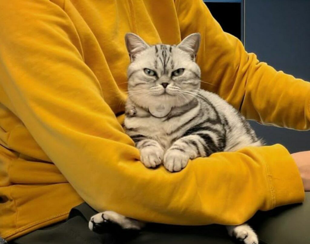 American Shorthair cat