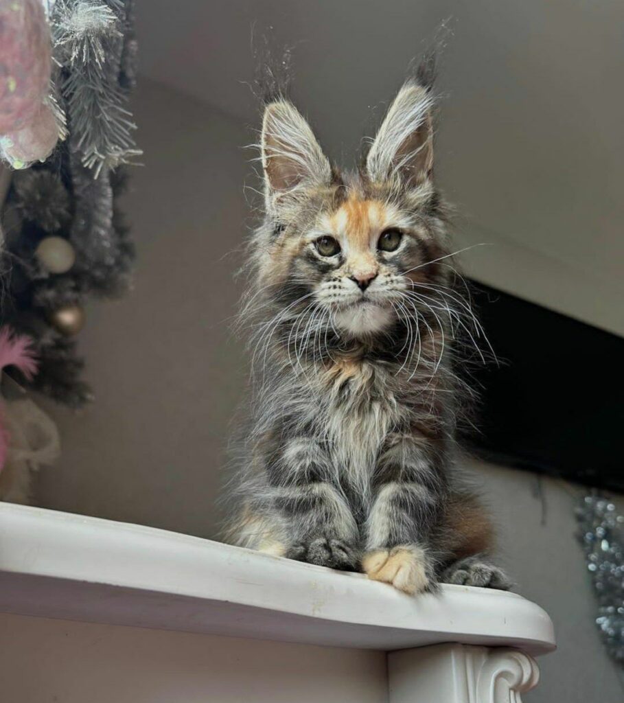 Maine Coon Cat