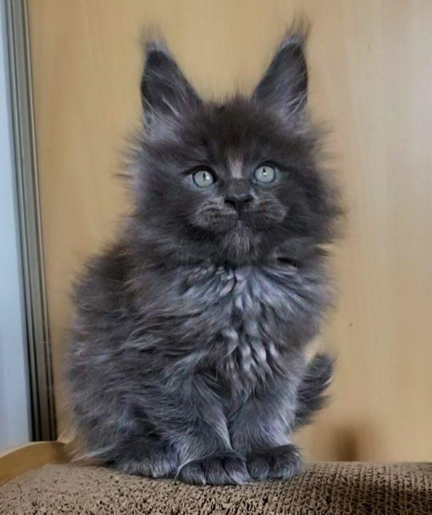 Maine Coon Cat