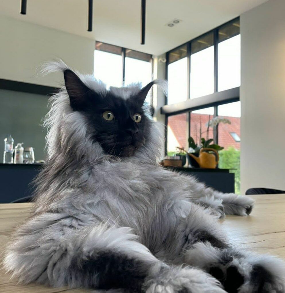 Maine Coon Cat