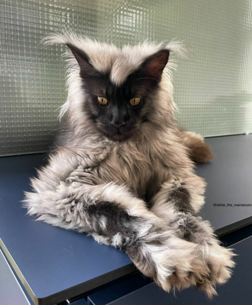 Maine Coon Cat