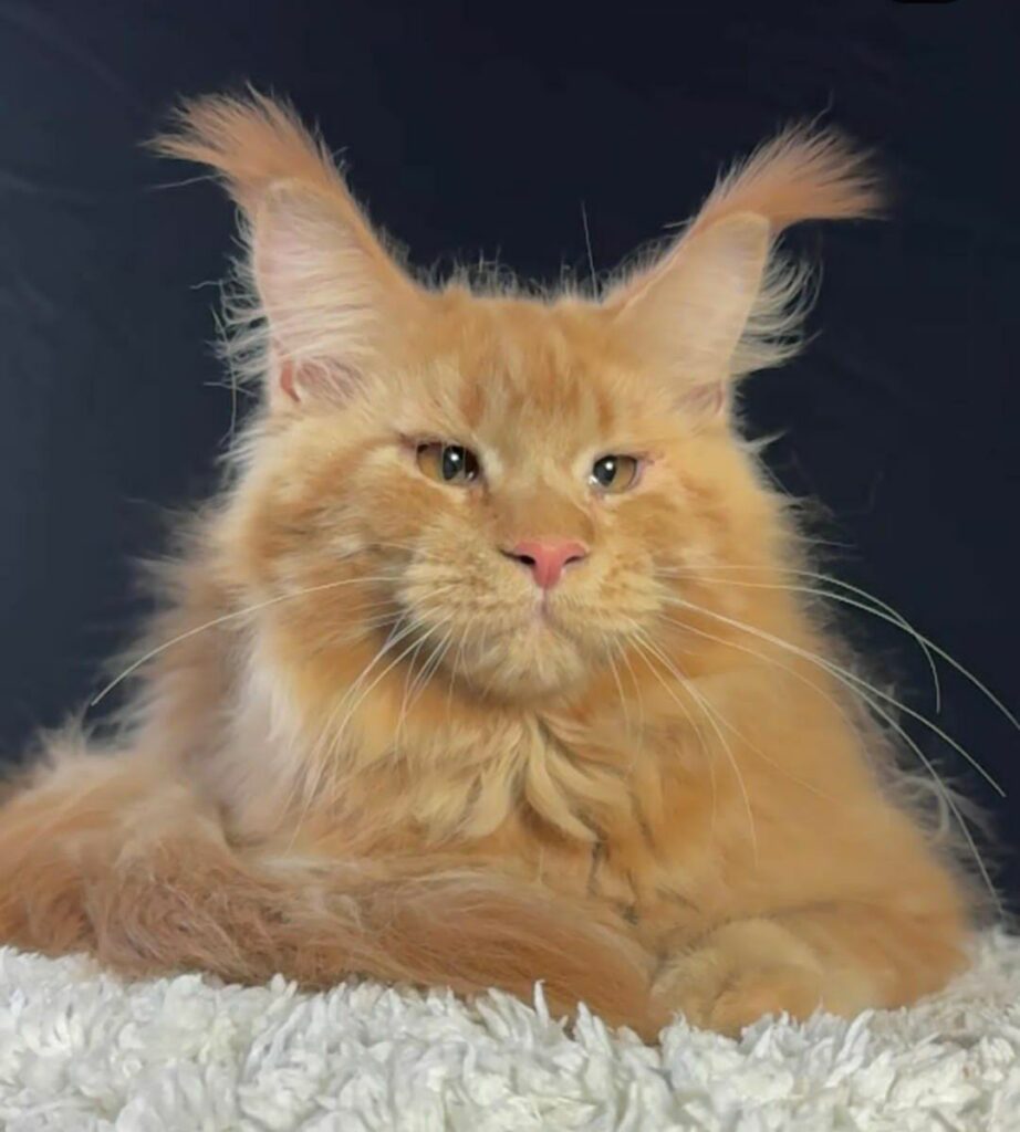 Maine Coon Cat