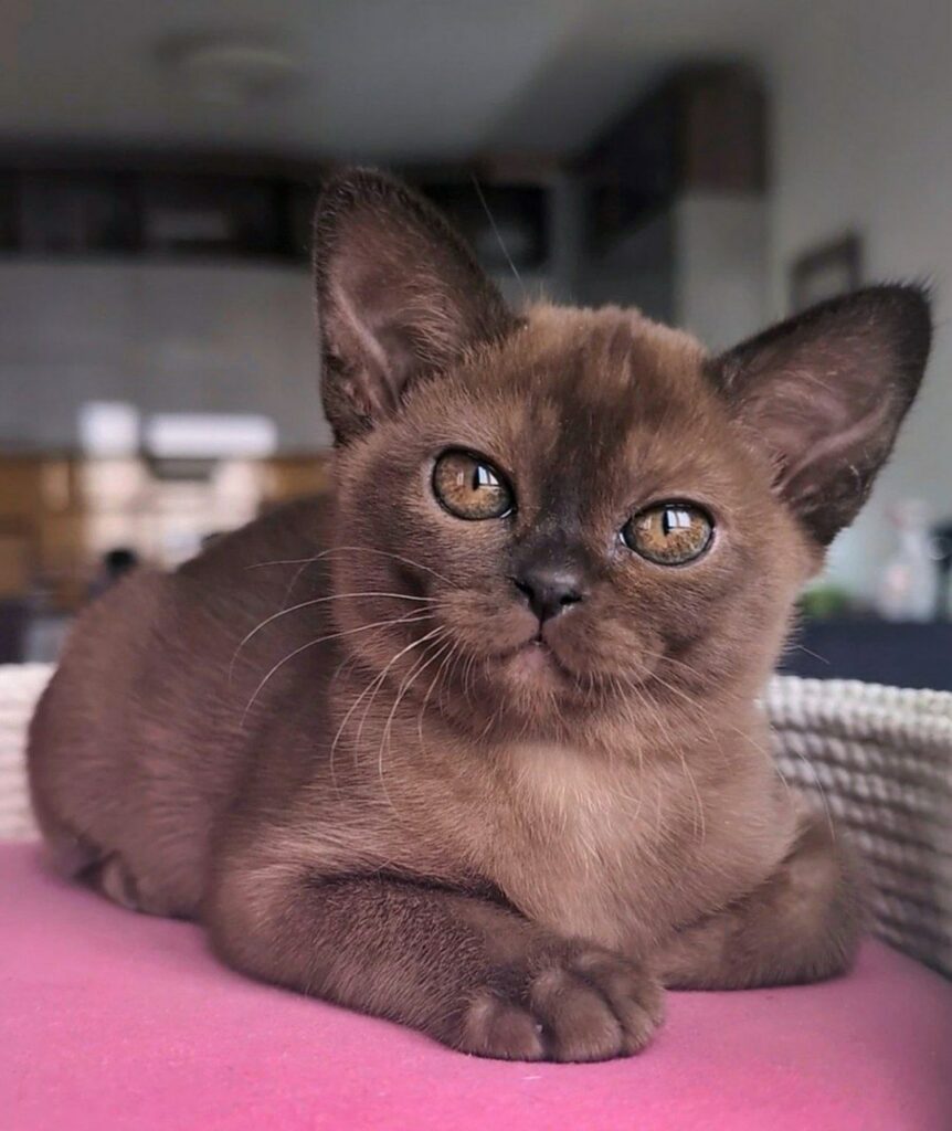 Burmese cats: Smart, playful, & loving! Social butterflies with big personalities. Sleek coats, expressive eyes. Perfect cuddle buddies. 😍🐈