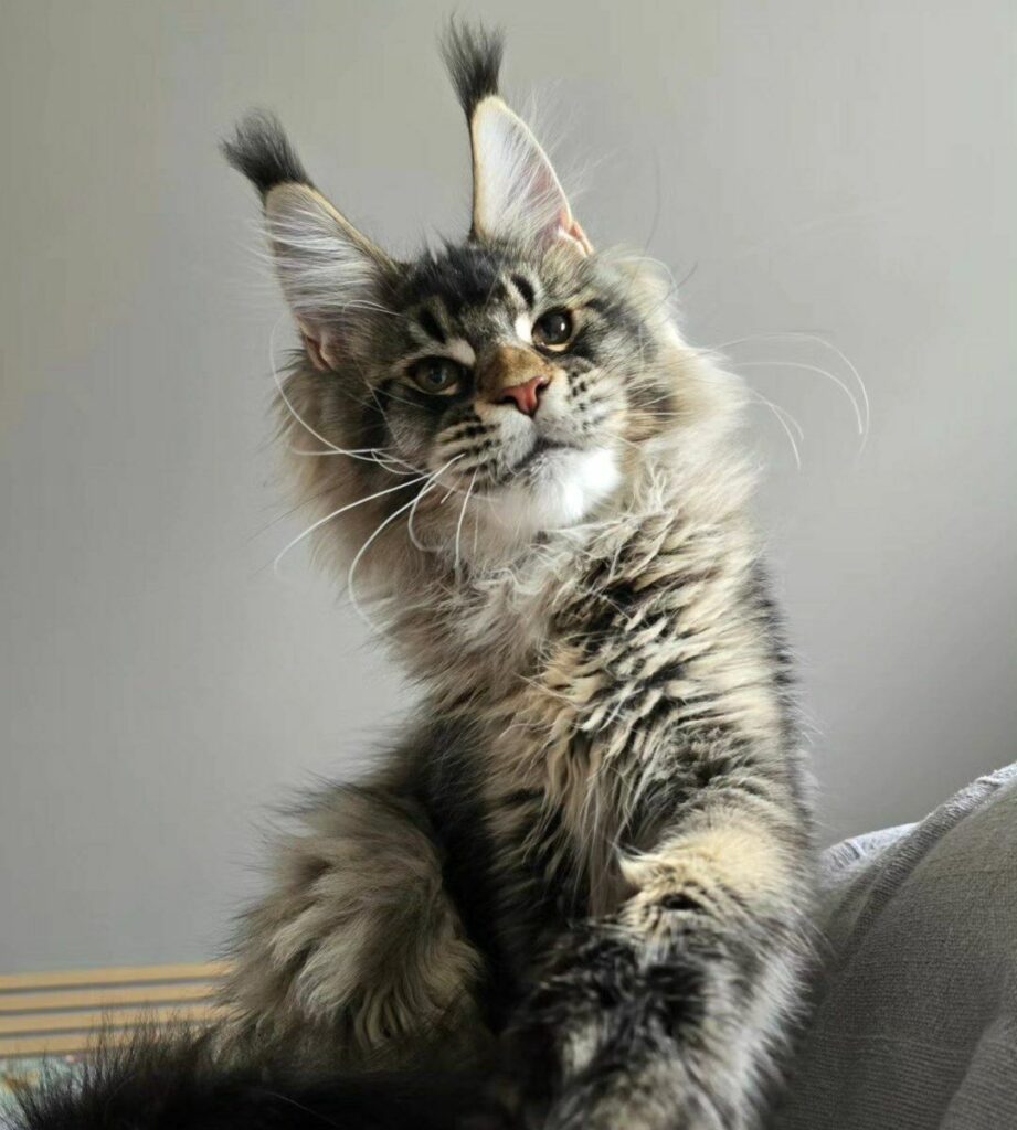 Maine Coon Cat