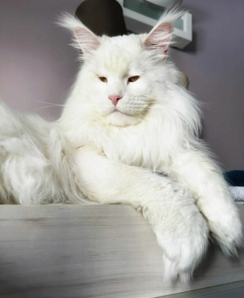 Maine Coon Cat