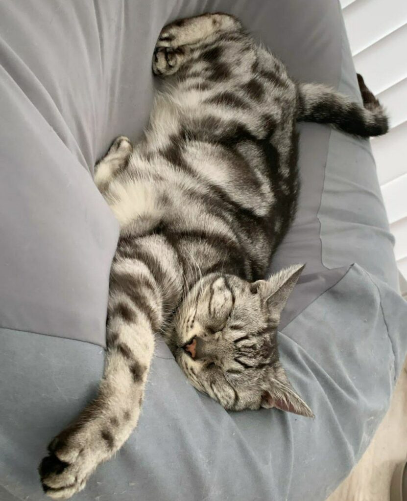 American Shorthair cat