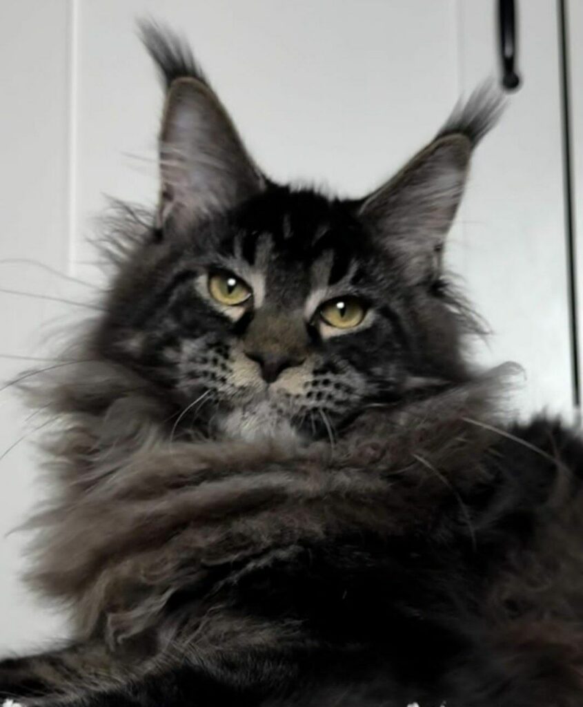 Maine Coon Cat