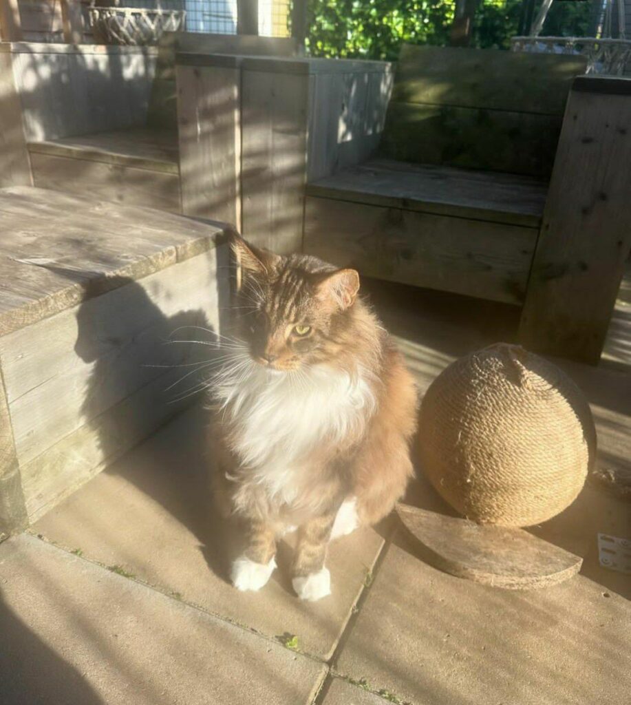 Maine Coon Cat