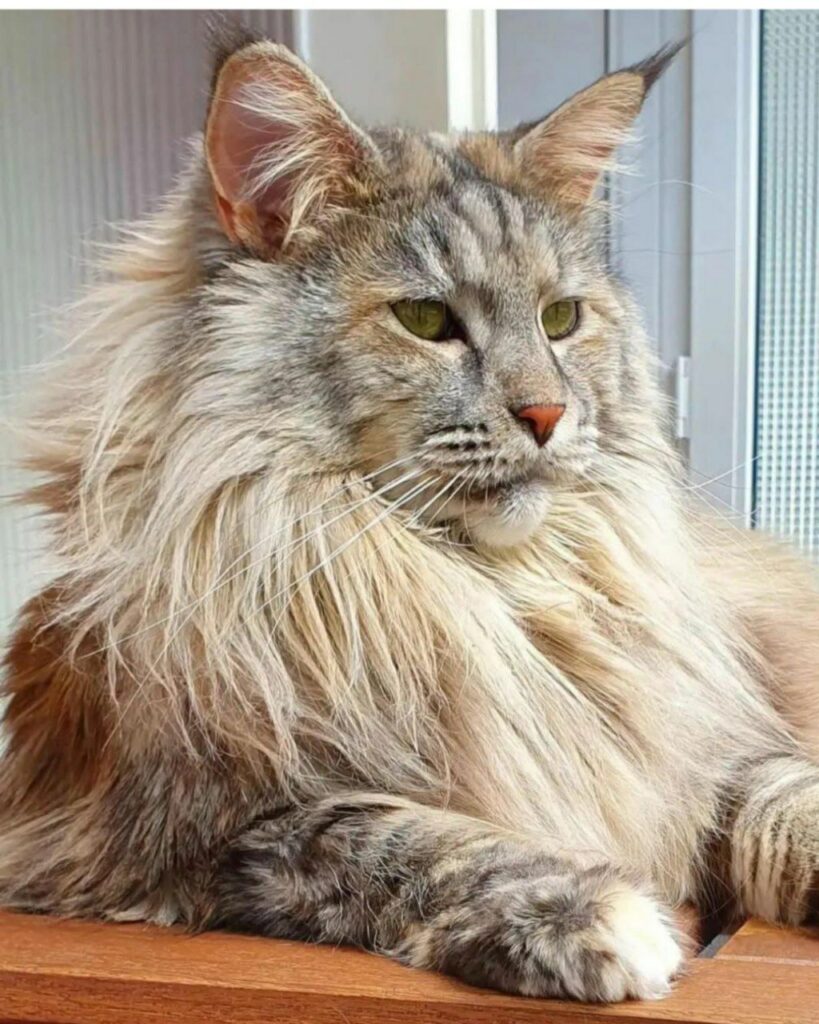 Maine Coon Cat