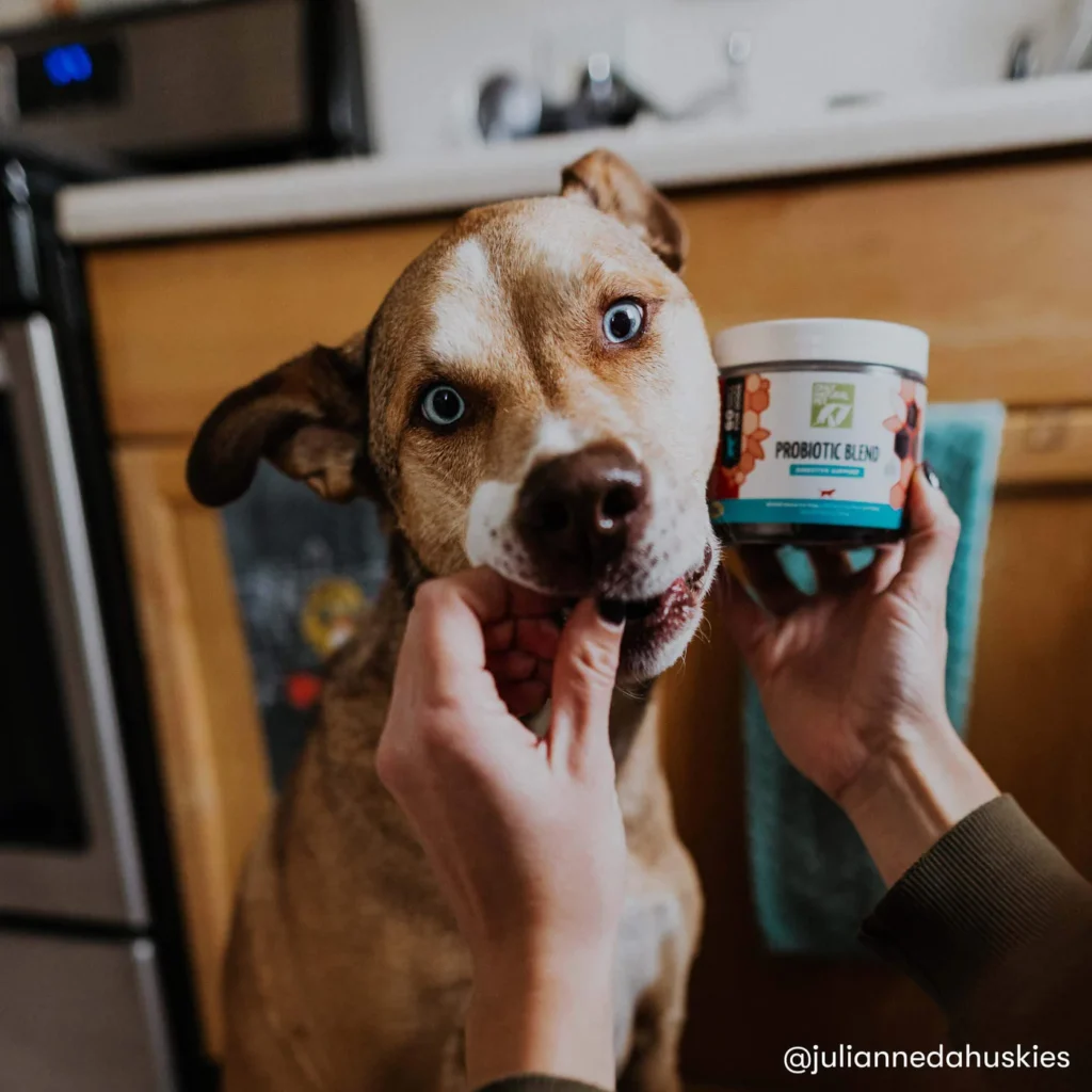 "Dog eating a probiotic supplement chew for digestive health."