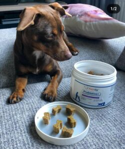 "Discover the benefits of probiotics for dogs, the top-rated brands, and how to choose the right probiotic for your pet's health and wellness."