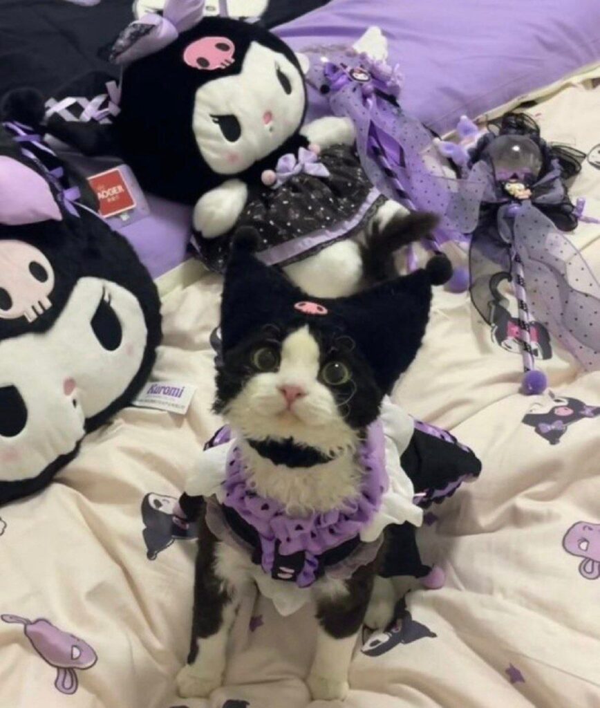 cat kitten