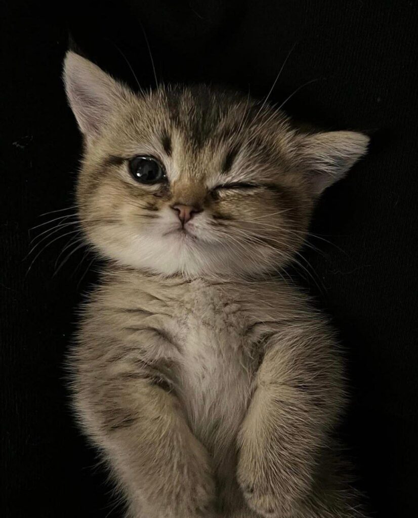 cat kitten