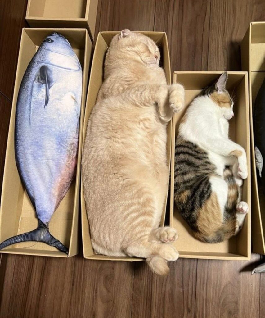 cat kitten