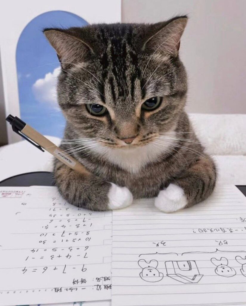 cat kitten